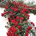 Live Climbing Rose Creeping Wild Rambling Ornamental Trellis Blooms Vining Fragrant Trailing Flower Plant [ Climbing Red Rose plant] with plastic pot