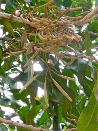 TROPICA – Australischer Feuerradbaum (Stenocarpus sinuatis) – 20 Samen - 2