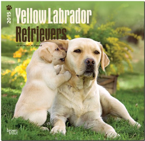 Yellow Labrador Retrievers 2015 - Weiße Labradore