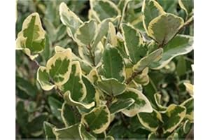 MONDOPIANTE Pianta Ligustrino Ovatifolia Variegato