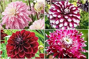 FERNSFLY Flower Bulbs IMP. Dahlia | Dhalia | Dahalia Perennial Flower Bulbs Excellent Quality Attractive Aromatic Flower Home Outdoor Gardening Flowering Bulbs (Pack Of 10 Mutli Collection)