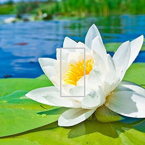 LIGHT SWITCH COVER VINYL STICKER SKIN PLATE L60 WATER LILY WATERLILY FLOATING ON LAKE WALL DECAL SELF ADHESIVE DECORATIVE HOME ACCESSORIES BEDROOM CHILD ROOM