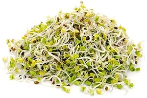 Italian Sprout - Semi per germogli - Ravanello Daikon - 200 gr.