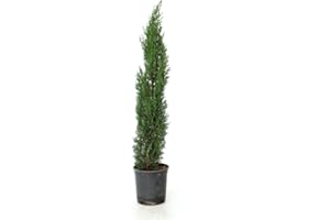 GENÉRICO Planta natural Cipres Cupressus Totem, Cipres columnar, 80-100 cm. Ciprés compacto columnar, con follaje verde oscuro, ideal para setos y bordes. Segura Garden.