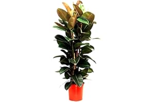 GENÉRICO Planta natural Ficus Robusta, 80-100 cm. Ficus elastica, Ficus de hoja ancha. Planta de interior resistente, con hojas grandes y brillantes, fácil de cuidar. Segura Garden.