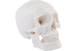 ERWEY Anatomiczny model czaszki szkielet model do nauki anatomii