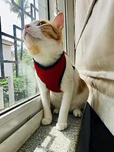 Birds' Park Cat Body Vest Harness Escape-Proof with Nylon Lease (Size Medium, Neck Size :32 Circumference & 15 cm Length), Please Check Size Before Buying