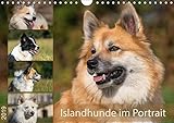 Islandhunde im Portrait (Wandkalender 2019 DIN A4 quer): Kennzeichnend für Islandhunde sind die verschiedensten Fellfarben und Farbmuster. (Monatskalender, 14 Seiten ) (CALVENDO Tiere) by