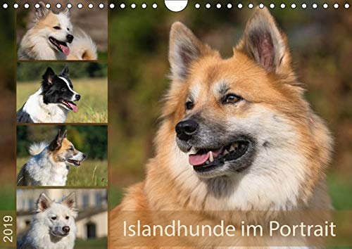 Islandhunde im Portrait (Wandkalender 2019 DIN A4 quer): Kennzeichnend für Islandhunde sind die verschiedensten Fellfarben und Farbmuster. (Monatskalender, 14 Seiten ) (CALVENDO Tiere)