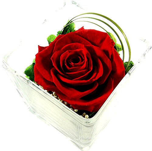 Rosen-te-amo Muttertag Geschenk Konservierte Rose – Blumen-Gesteck aus ECHTE Blumen in der Vase, 1 PREMIUM haltbare-Rose in Rot – unser Blumen-Arrangement sind lange haltbar Geschenk zum Muttertag(Würfel-Vase, Rote-Rose)