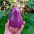 Soha Choice Thai Purple Water Apple Live Plant (Purple Jamrul) – Grafted, Fast-Growing, 1-2 Ft | Ideal for Home Gardens