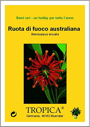 TROPICA – Australischer Feuerradbaum (Stenocarpus sinuatis) – 20 Samen - 5