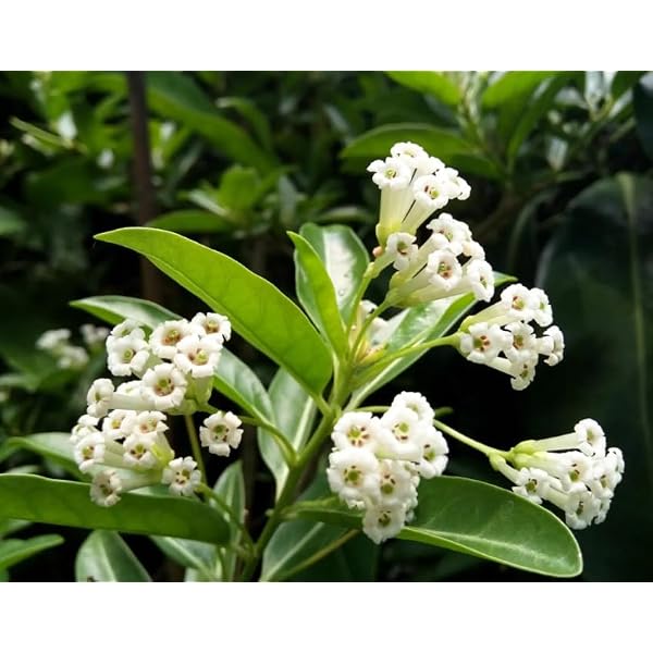 MVKR Live Din ka Raja Cestrum diurnum Plant I Pack of 1 Plant : Amazon.in:  Garden & Outdoors