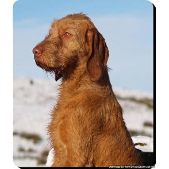 The Lazy Cow Wire Haired Vizsla Wooden Coaster Unique Gift For