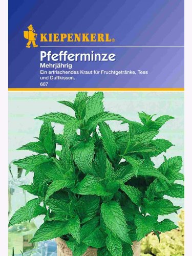 Pfefferminze - Mehrjährig -