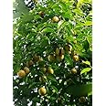 Plants Point High Yield Hybrid Spice Plant - Nutmeg, Myristica fragrans ...