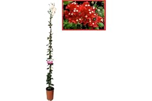 VIPARPLANT Buganvilla en Tutor Planta Natural - Bougainvillea planta viva - Planta Natural Decorativa trepadora (En tutor Roja)