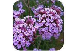 GROWTANICAL Verbena bonariensis Large Plug Plants x 3 Hardy Perennial