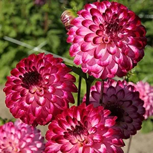 FERNSFLY Flower Bulbs IMP. Dahlia | Dhalia | Dahalia Perennial Flower Bulbs Excellent Quality Attractive Aromatic Flower Home Outdoor Gardening Flowering Bulbs (Pack Of 4 The Little Robert)