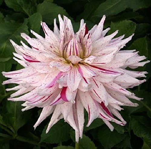 National Dahlia Collection Dahlia Micks Peppermint Tuber x1, White and Red Variegation, 20 x 22 x 3 cm