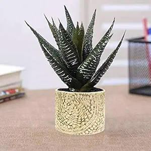 Lasaki Oxygen Big Marry Gold Ceramic Pots for Indoor Plants Planters Flower pots Outdoor Succulent Pot