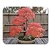 Produktbild Luancrop Mausunterlage-roter Fall-japanische Ahorn-Bonsais im Herbst-orange botanischen Mousepad für Notizbücher, Tischrechner-Mausunterlagen, Bürozubehöre