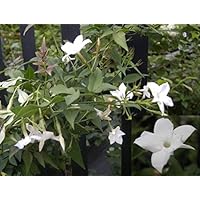 Jasminum officinale - Echter Jasmin - Gewöhnlicher Jasmin - 40-60