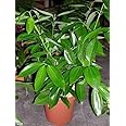 CosaCentrum Tej Patta, Tamalpatra Plant Indian Spice Bay Leaf Live Plant(Tej patta Spicy Plant) Outdoor Live Plant (Medication Live Plant) pack of 1