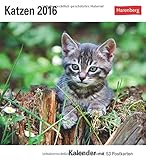 Katzen 2016: Kalender mit 53 Postkarten by
