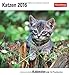 Katzen 2016: Kalender mit 53 Postkarten by