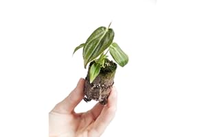 PLNTS - Baby Philodendron Philodendron Melanochrysum - Zimmerpflanze - Echte Pflanzen für Drinnen - 2cm Stecklinge - Höhe 10cm