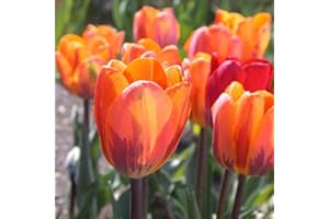 Humphreys Garden Single Early Tulip Prinses/Princess Irene x 30 Bulbs Size 10/11