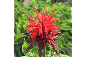 ARBORIX 6 x Monarda 'Cambridge Scarlet' - Perenni Vaso 9cm x 9cm