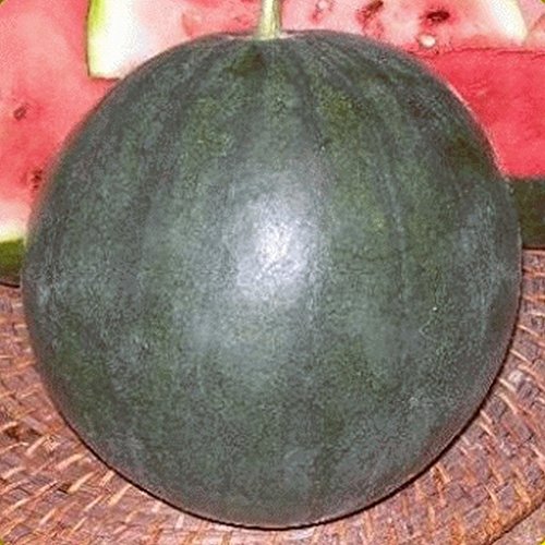 Preisvergleich Produktbild Farmerly 20 Organic Sugar Baby Watermelon Seeds