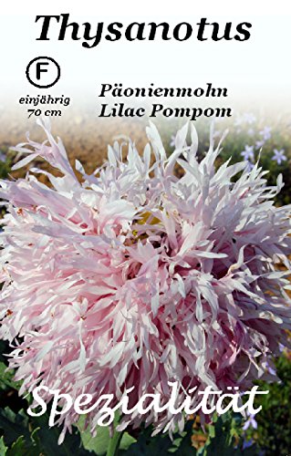 Päonienmohn Lilac Pompom 70 Samen