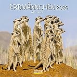 Erdmännchen 2020: Broschürenkalender mit Ferienterminen. Lustige Bilder der witzigen kleinen Tiere. 30 x 30 cm by