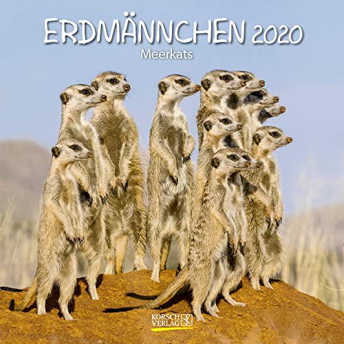 Erdmännchen 2020: Broschürenkalender mit Ferienterminen. Lustige Bilder der witzigen kleinen Tiere. 30 x 30 cm