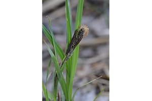 Lincolnshire Pond Plants Ltd Marginal Plants - Live Water Plant Aquatic Pond Lake Marginal - Pond Plants (Carex Acuta) - 1 Litre Potted
