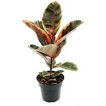 Weissbunter Gummibaum - Ficus elastica "Tineke" - 11cm Topf : Amazon.de:  Kche, Haushalt & Wohnen