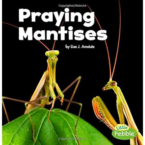 Amazon.co.uk Praying Mantis