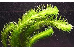 WFW wasserflora 2 Bunde Dichtblättrige Argentinische Wasserpest/Egeria Densa