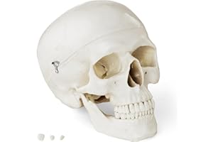 PHYSA WELLNESS & LIFESTYLE Physa Crâne Humain Maquette Modèle Anatomique Didactique PHY-SK-4 (Plastique, Grandeur Nature, Très Réaliste, Blanc)