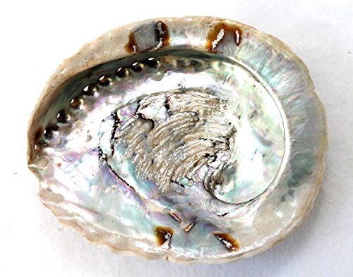 Muschel Schnecke Haliotis Midae Natur Ca. 13 Bis 16 cm Abalone Paua Seeohr Shell