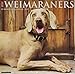Produktbild Just Weimaraners 2019 Wall Calendar (Dog Breed Calendar)