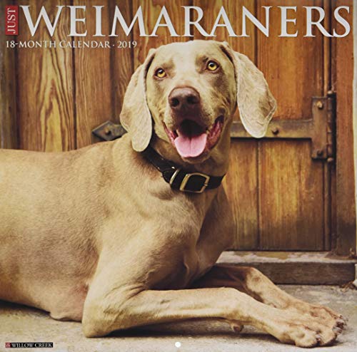 Preisvergleich Produktbild Just Weimaraners 2019 Wall Calendar (Dog Breed Calendar)