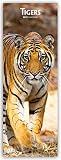 Tigers - Tiger 2019 (Slimline-Kalender) by