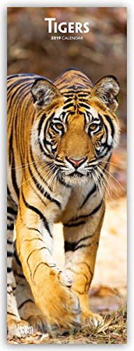 Tigers - Tiger 2019 (Slimline-Kalender)