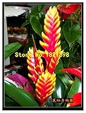 Tipo de producto: semillas AGROBITS 30 semillas/bolsa de semillas Hechtia Sp Tehuacan rara bromelia suculento cactus ~ No hetchia o agave: multicolor