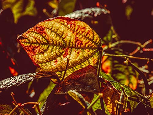 Preisvergleich Produktbild Lais Puzzle Blatt Buschbohne 2000 Teile