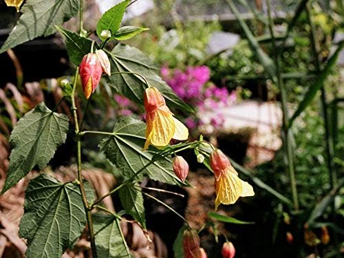 Abutilon Kentish Belle (Sent in 9cm pots) (1)